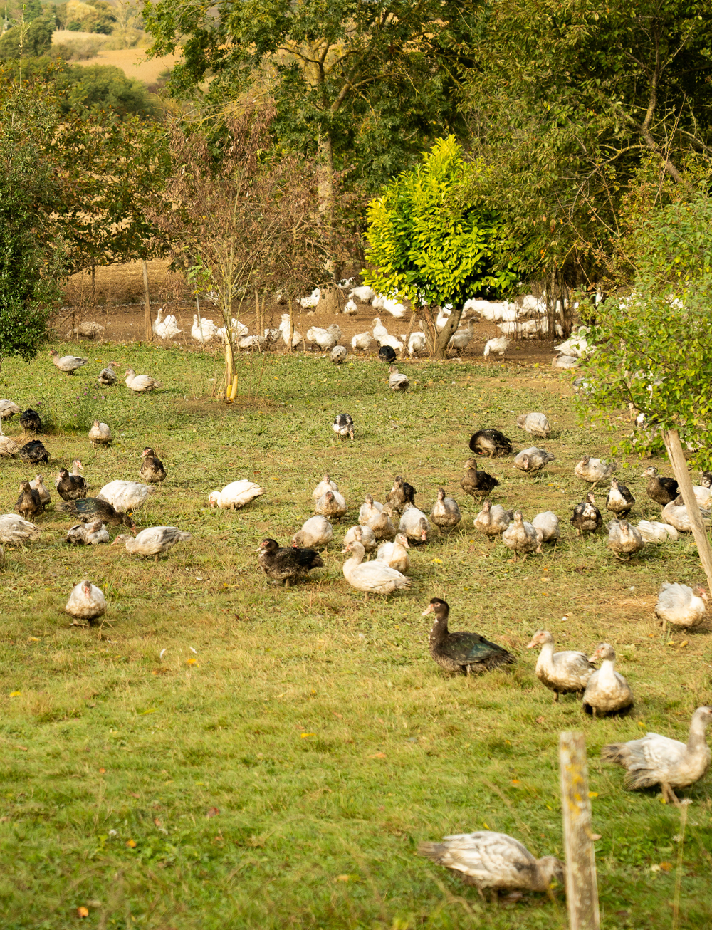 gaec-caroussel-grand-format-1