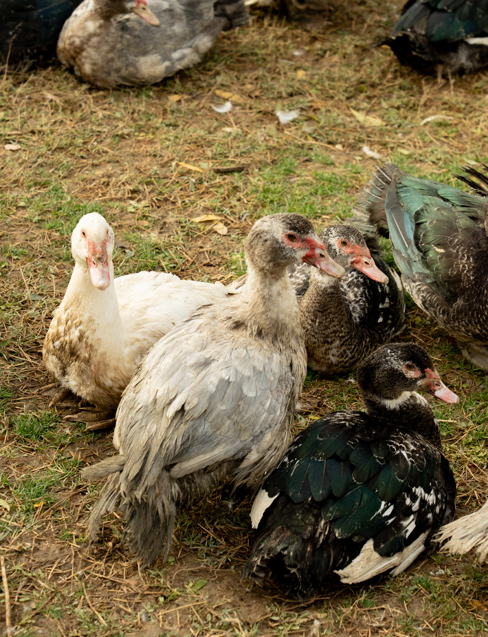 gaec-caroussel-grand-format-6