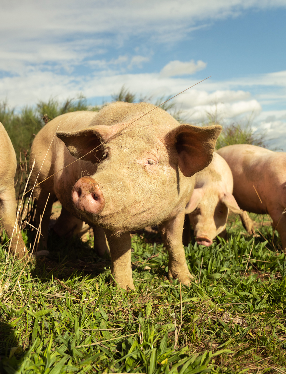 lagrange-caroussel-grand-format-7